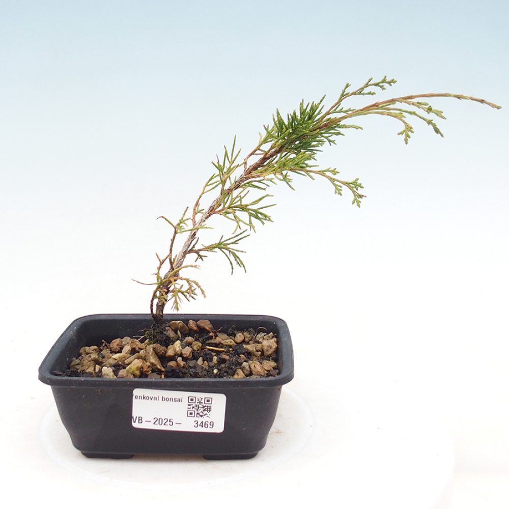 Bonsai voor buiten - Juniperus chinensis Itoigawa