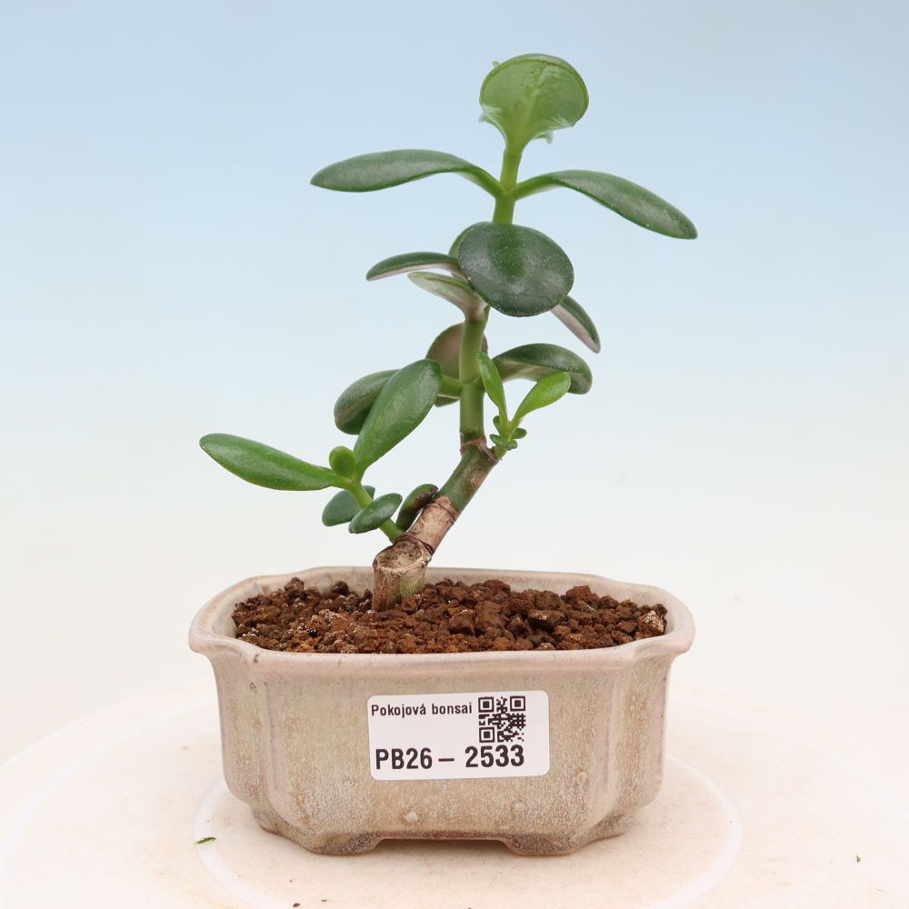 Kamerbonsai - Portulakaria Afra - Tlustice