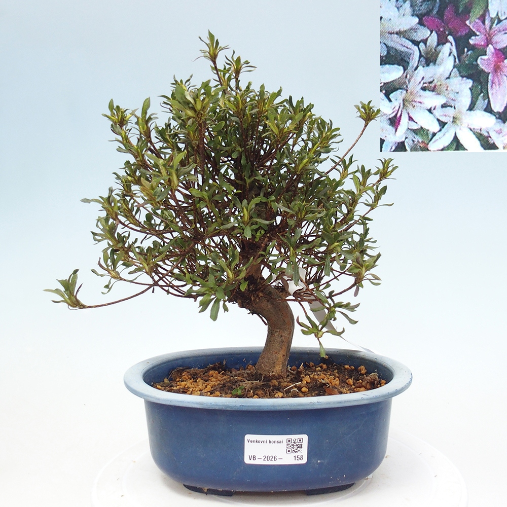 Bonsai voor buiten - Japanse Azalea - Azalea Ryusen