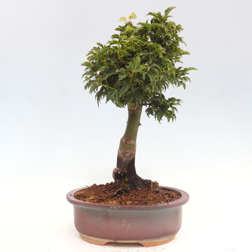 Bonsai voor buiten -Javor palm Acer palmatum Shishigashira