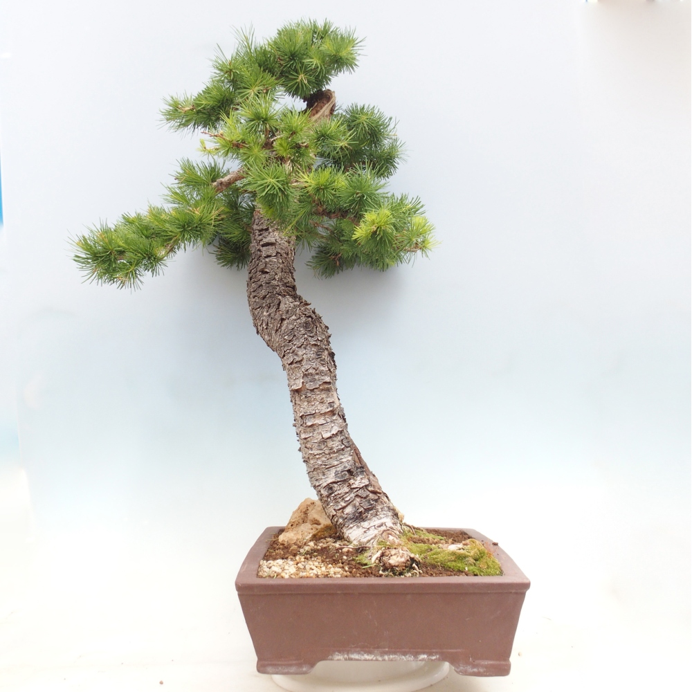 Bonsai voor buiten -Larix decidua - Lariks