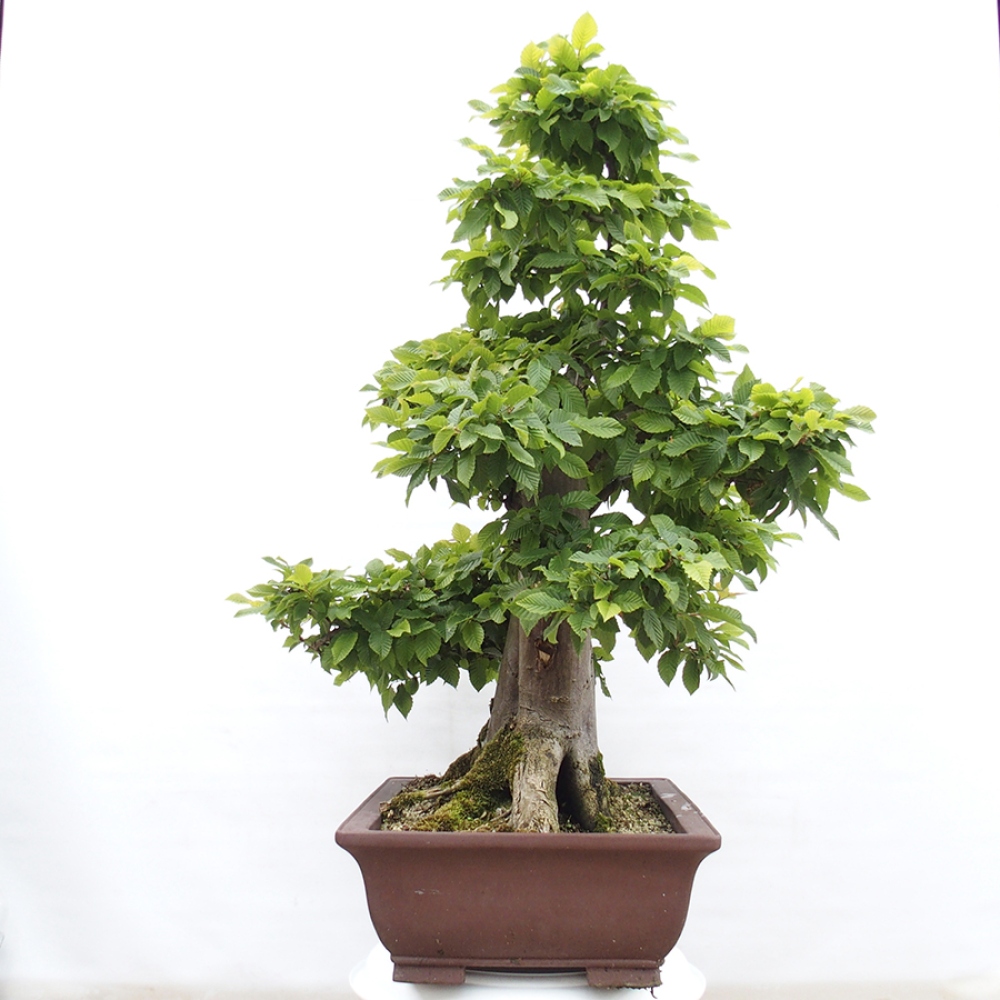 Bonsai voor buiten - Haagbeuk - Carpinus betulus