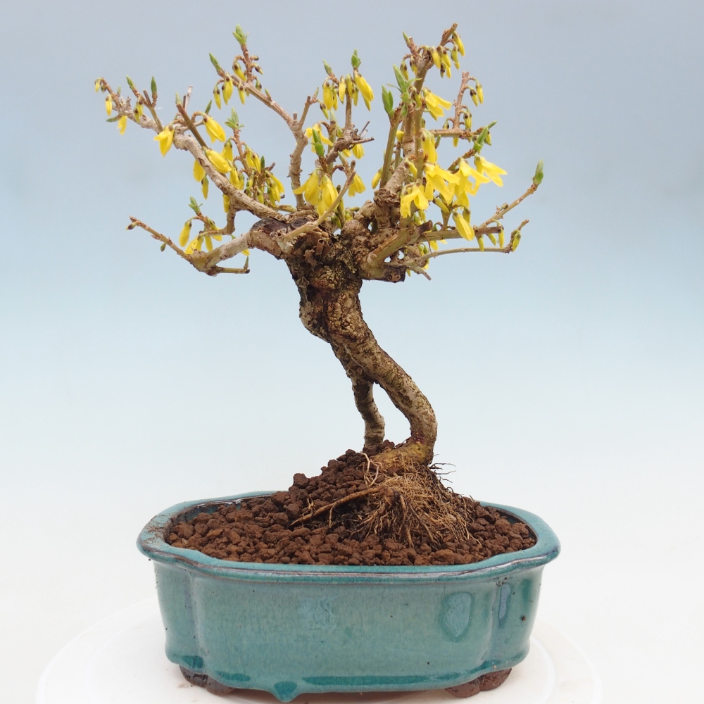 Bonsai voor buiten - Zlatice - Forsythia koreana
