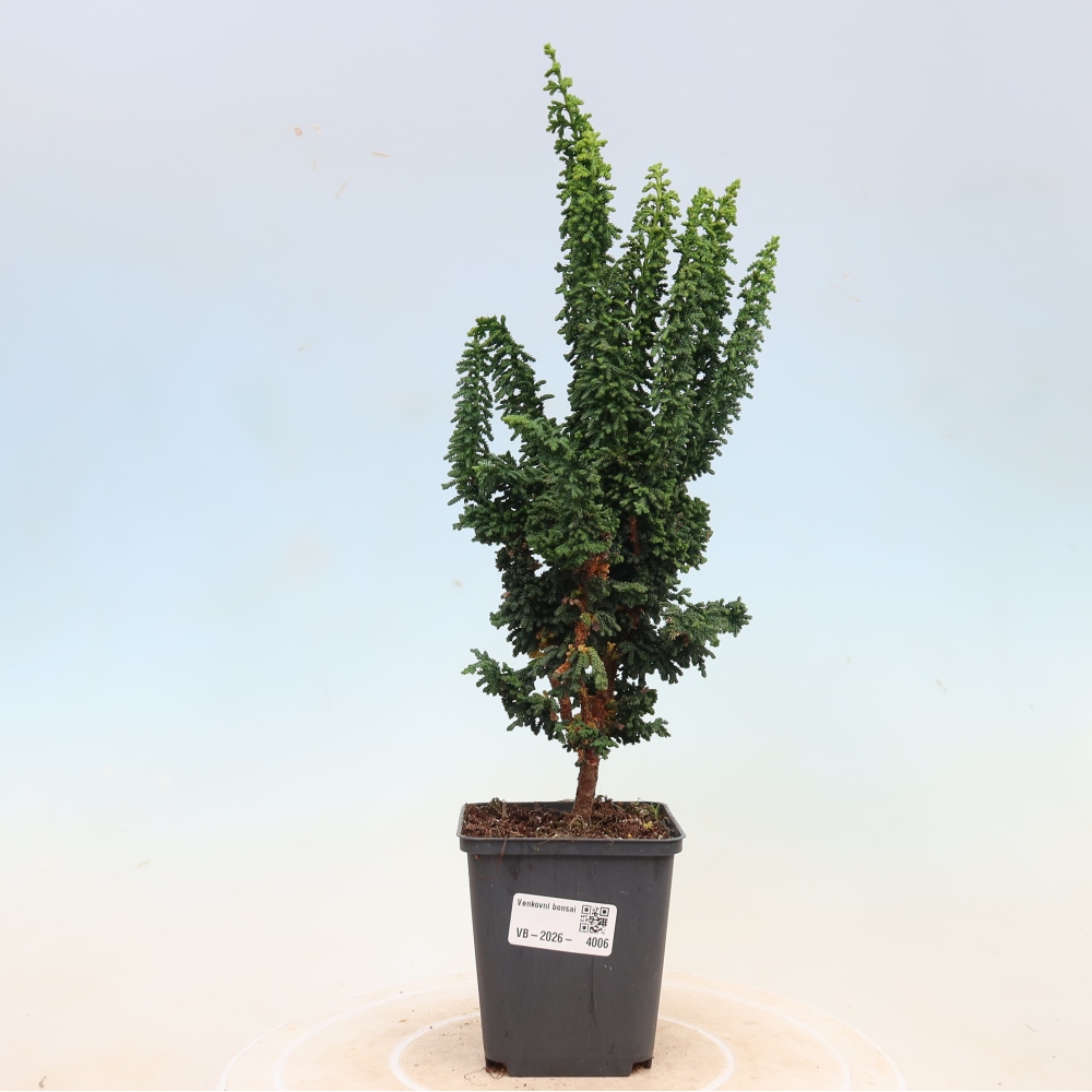 Bonsai voor buiten - Cham. obtusa SEKKA HINOKI - Cipres