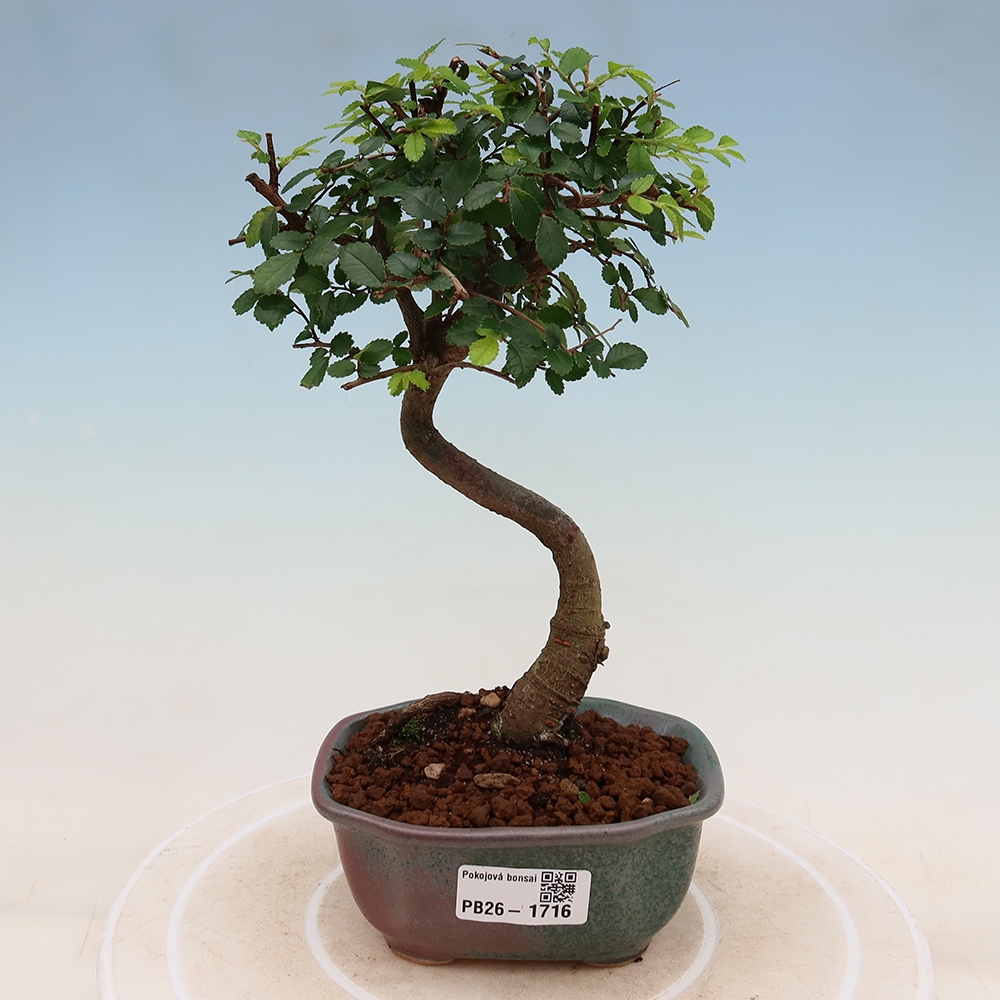 Kamerbonsai - Ulmus parvifolia - Winteriep