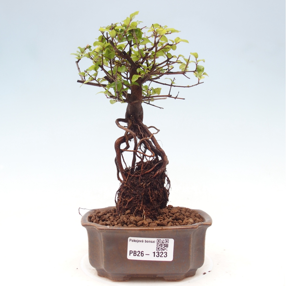Kamerbonsai - Sageretia thea - Sageretia thea
