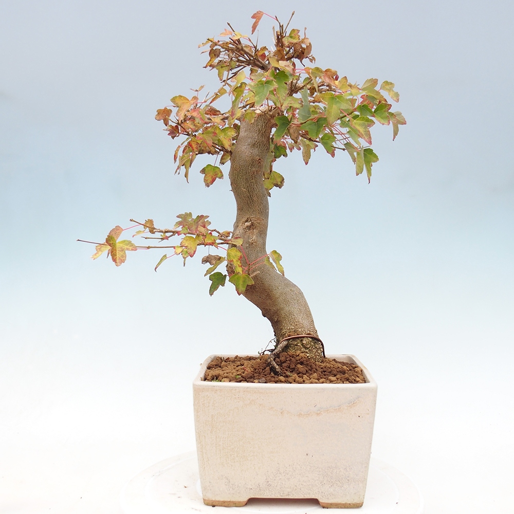 Bonsai voor buiten - Acer Buergerianum - Burgeresdoorn