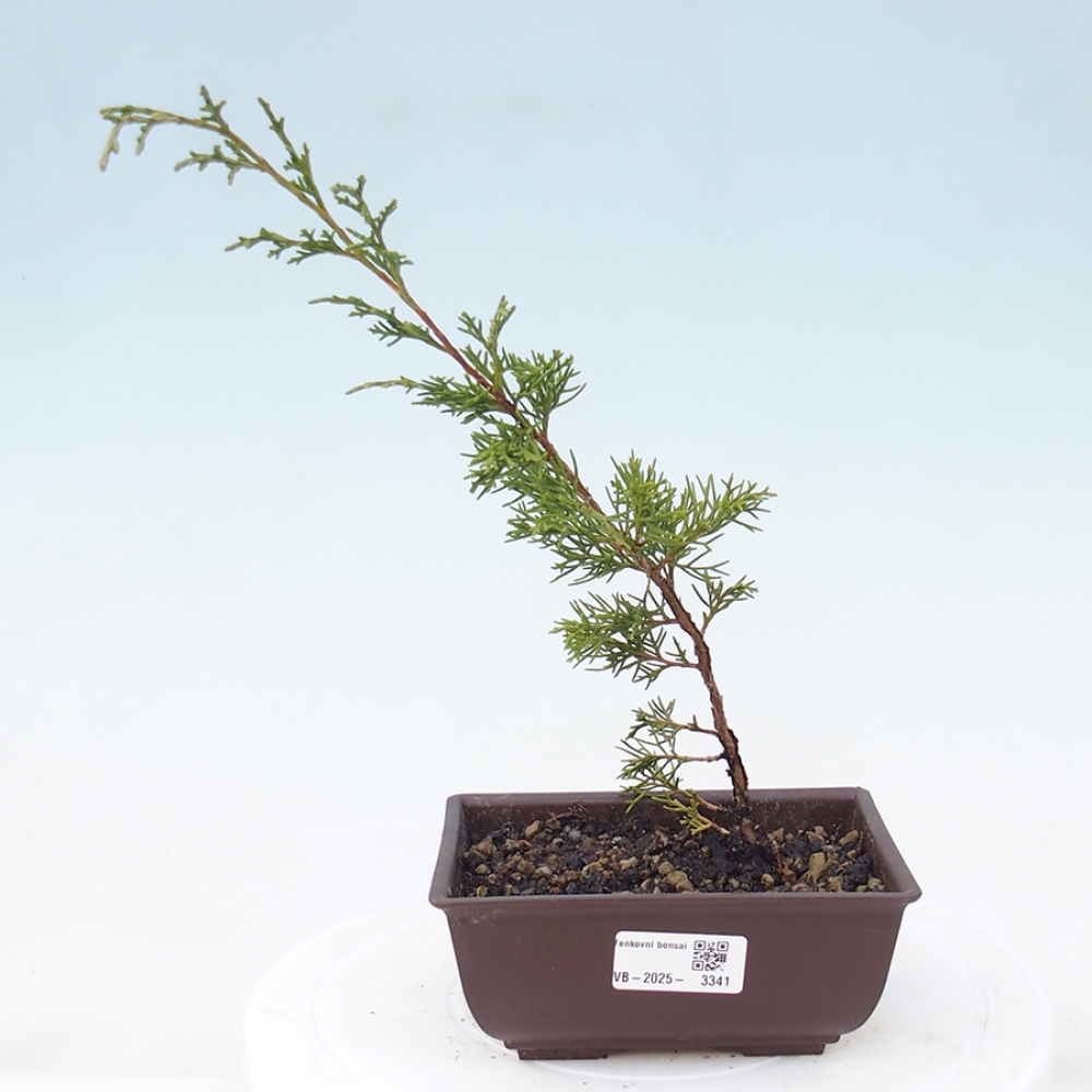 Bonsai voor buiten - Juniperus chinensis Itoigawa