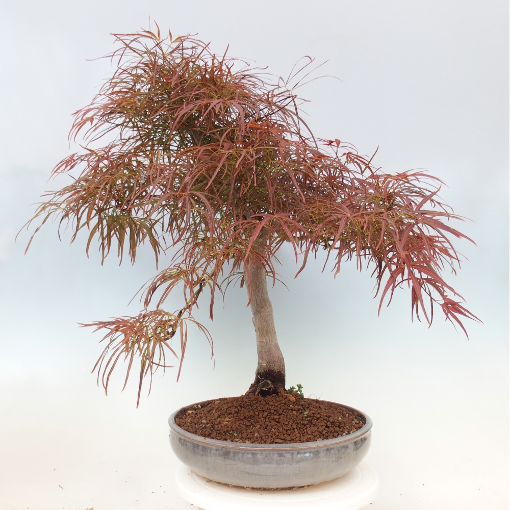 Bonsai voor buiten - Acer palmatum RED PYGMY