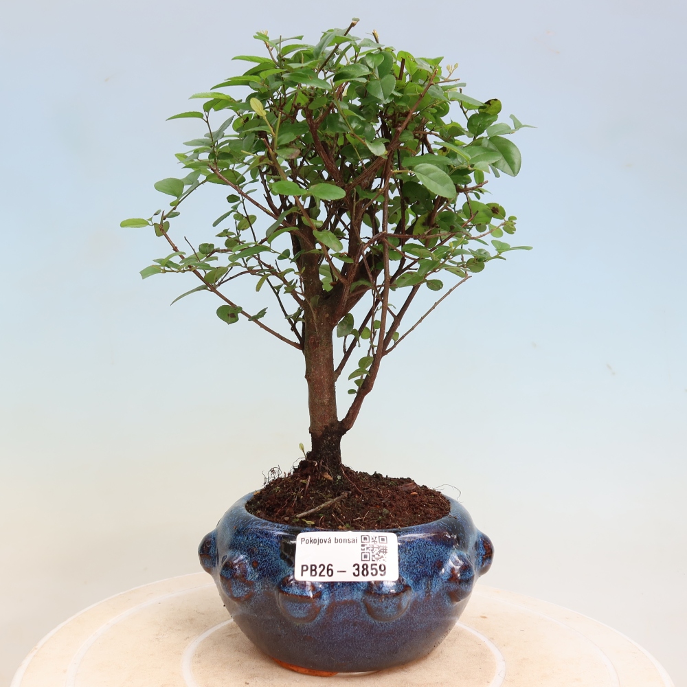 Kamerbonsai - Sageretia thea - Sageretia thea