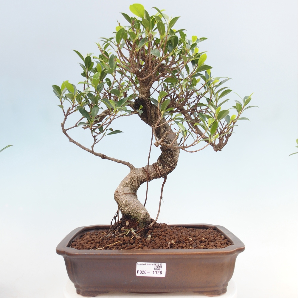 Kamerbonsai - Ficus kimmen - kleinbladige ficus