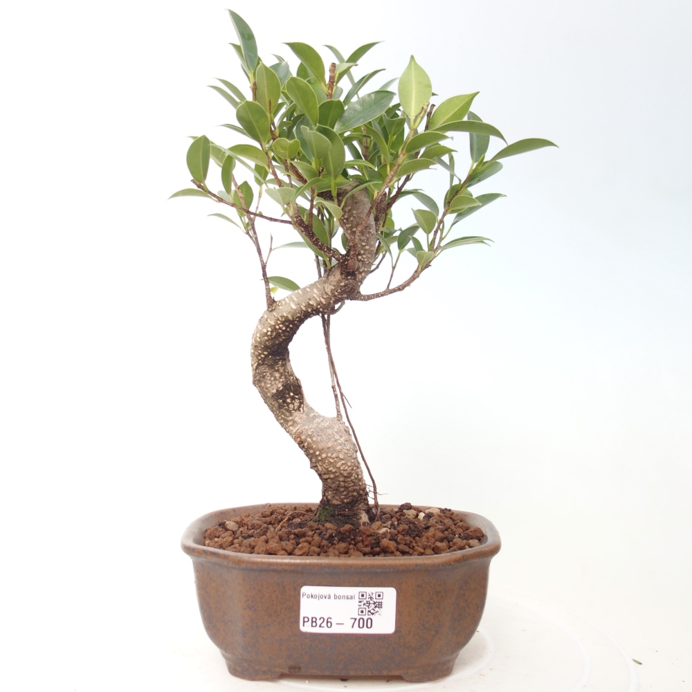 Kamerbonsai - Ficus retusa - kleinbladige ficus