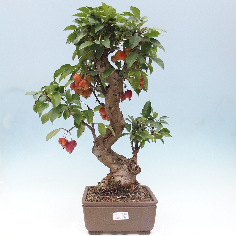 Bonsai voor buiten -Malus halliana - Appelboom met kleine vruchten
