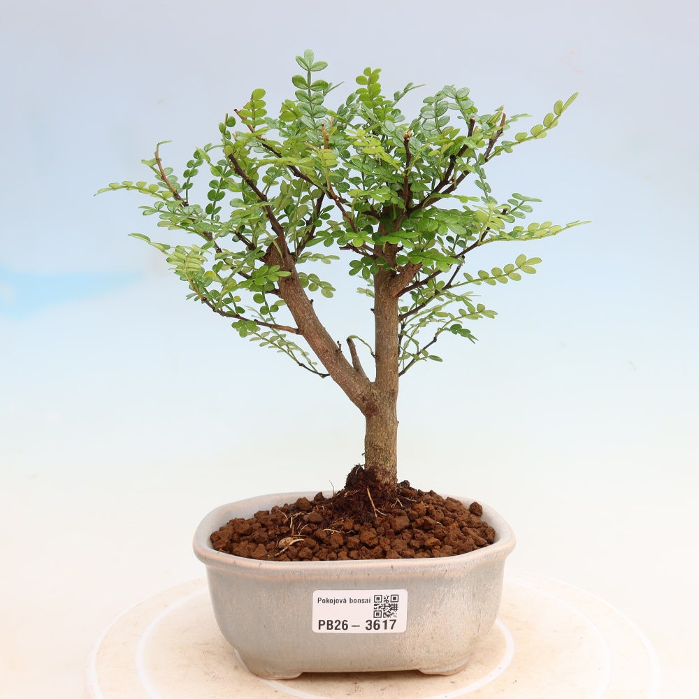 Kamerbonsai - Zantoxylum piperitum - peperboom