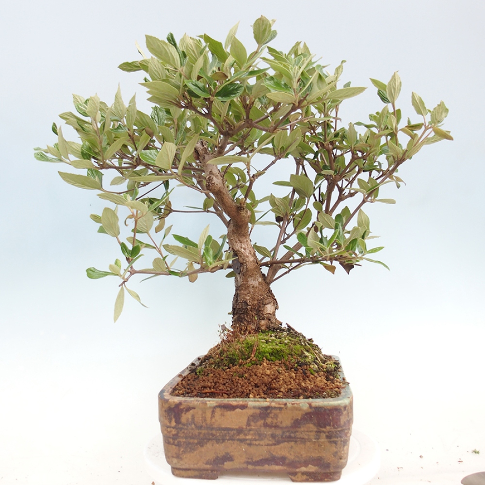 Bonsai voor buiten - Kalina Bodnanská - Viburum carlesii hemsi