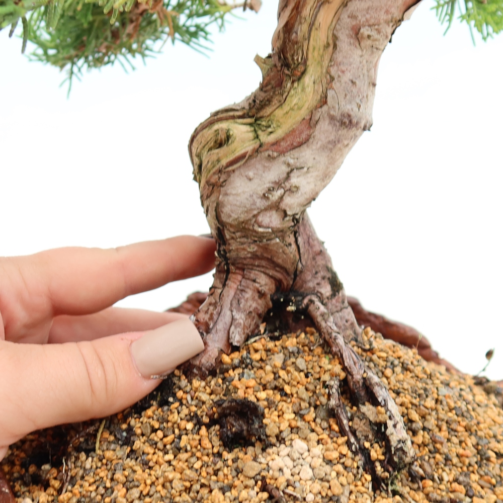 Bonsai voor buiten - Juniperus chinensis Itoigawa-Juniperus chinensis