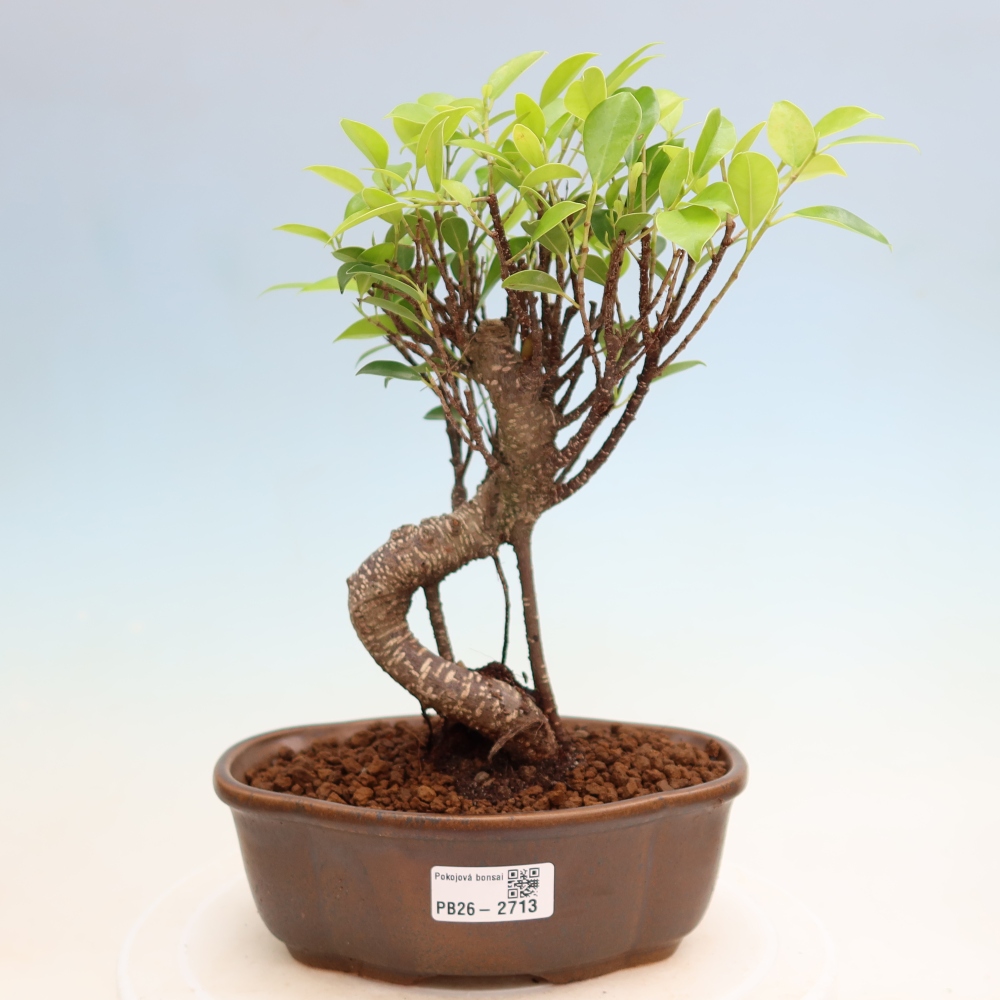 Kamerbonsai - Ficus kimmen - kleinbladige ficus