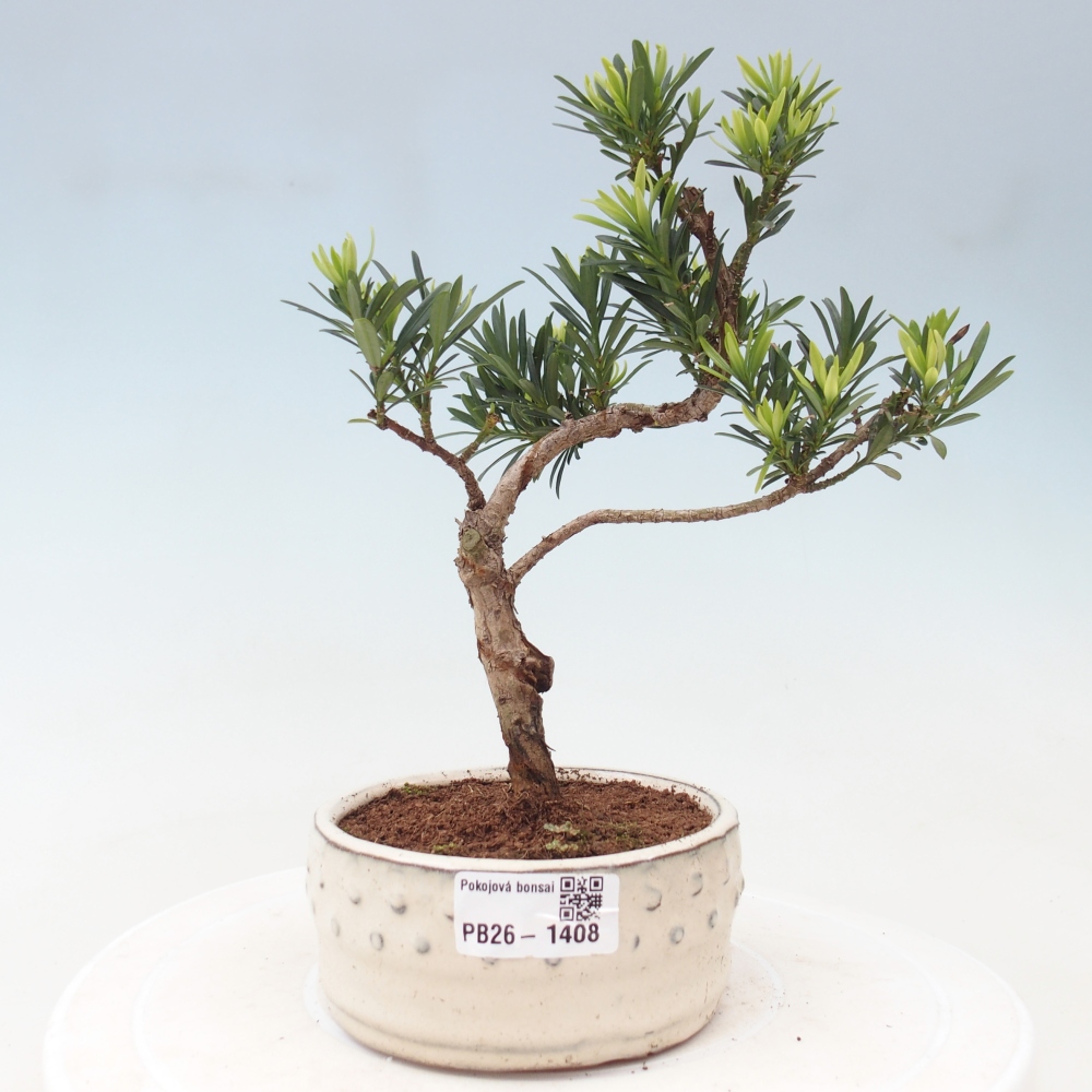 Kamerbonsai - Podocarpus - Taxus