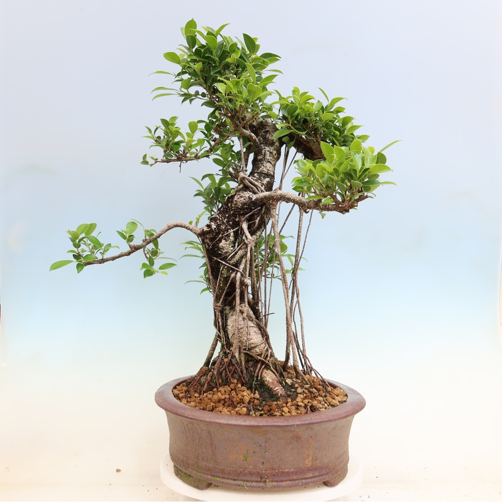 Kamerbonsai - Ficus kimmen - kleinbladige ficus