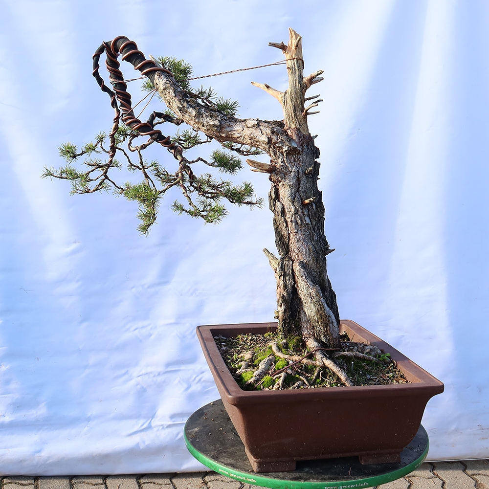Pinus sylvestris Spanje - grove den