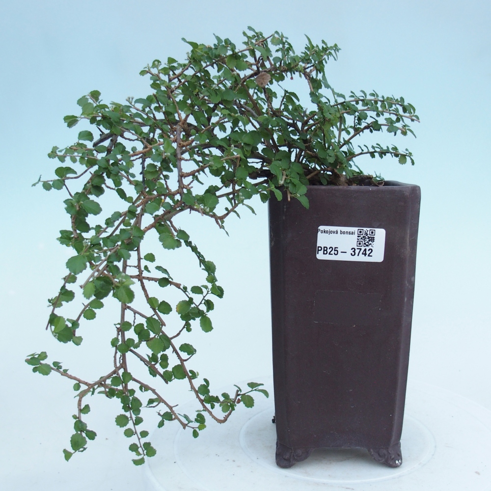 Kamerbonsai - Grewia sp. - Grewia malafolia