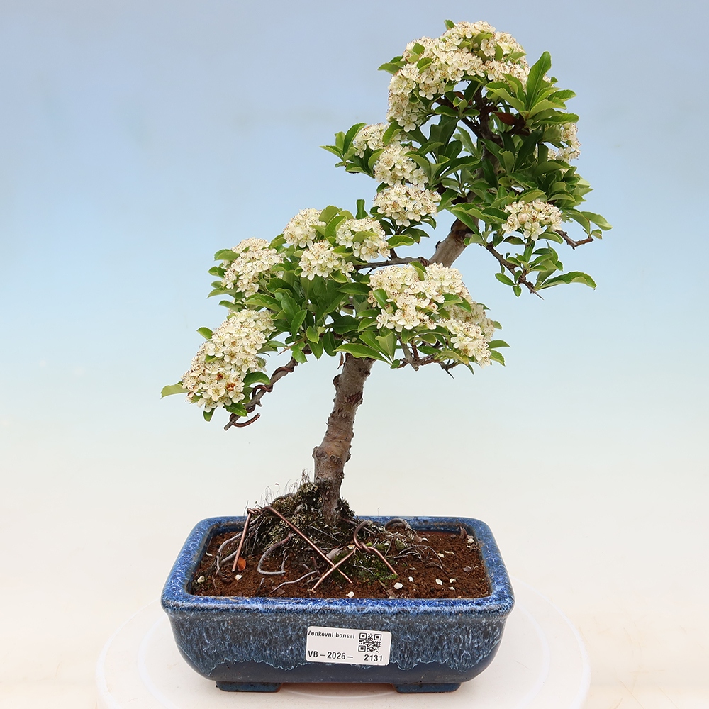 Buitenbonsai - Pyracantha teton - Vuurdoorn