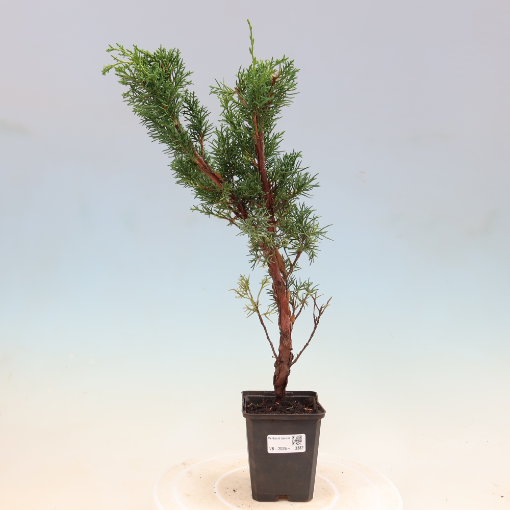 Bonsai voor buiten - Juniperus chinensis Kishu