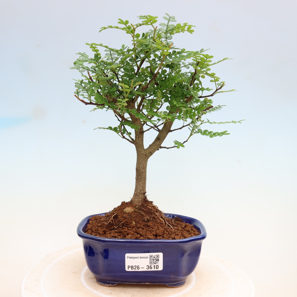 Kamerbonsai - Zantoxylum piperitum - peperboom