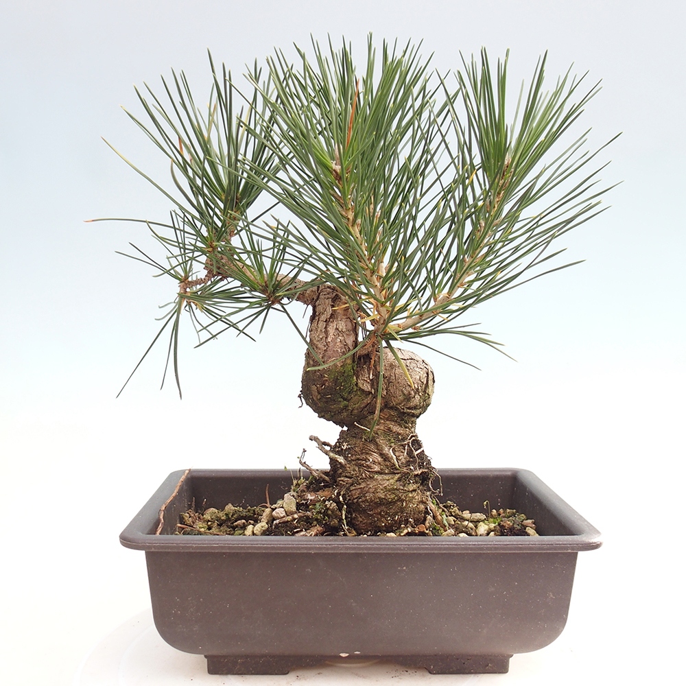 Bonsai voor buiten - Pinus thunbergii - Thunberg den