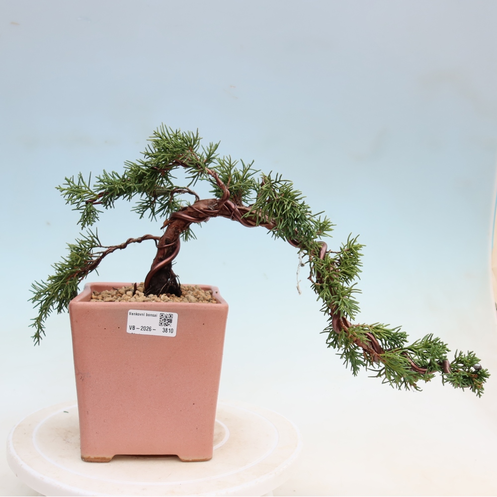 Bonsai voor buiten - Juniperus chinensis Kishu