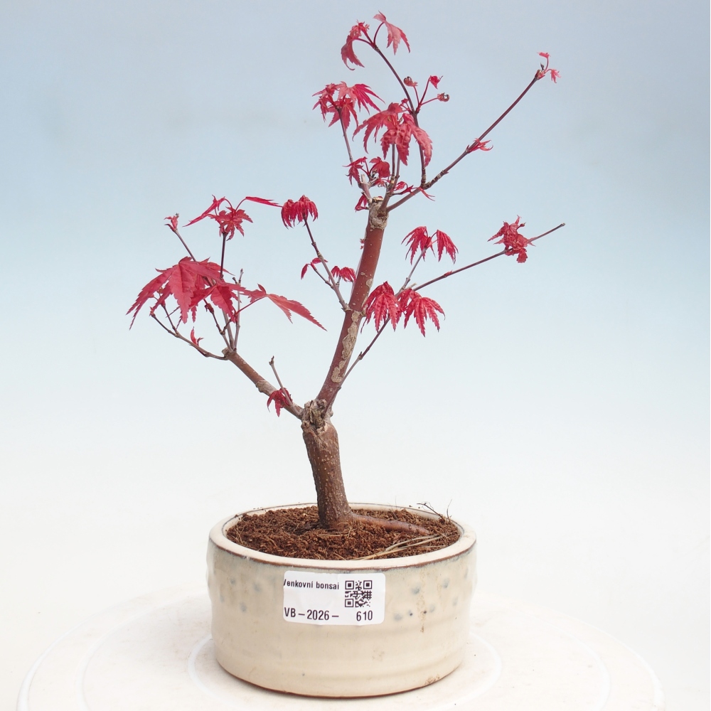 Bonsai voor buiten - Acer palmatum DESHOJO