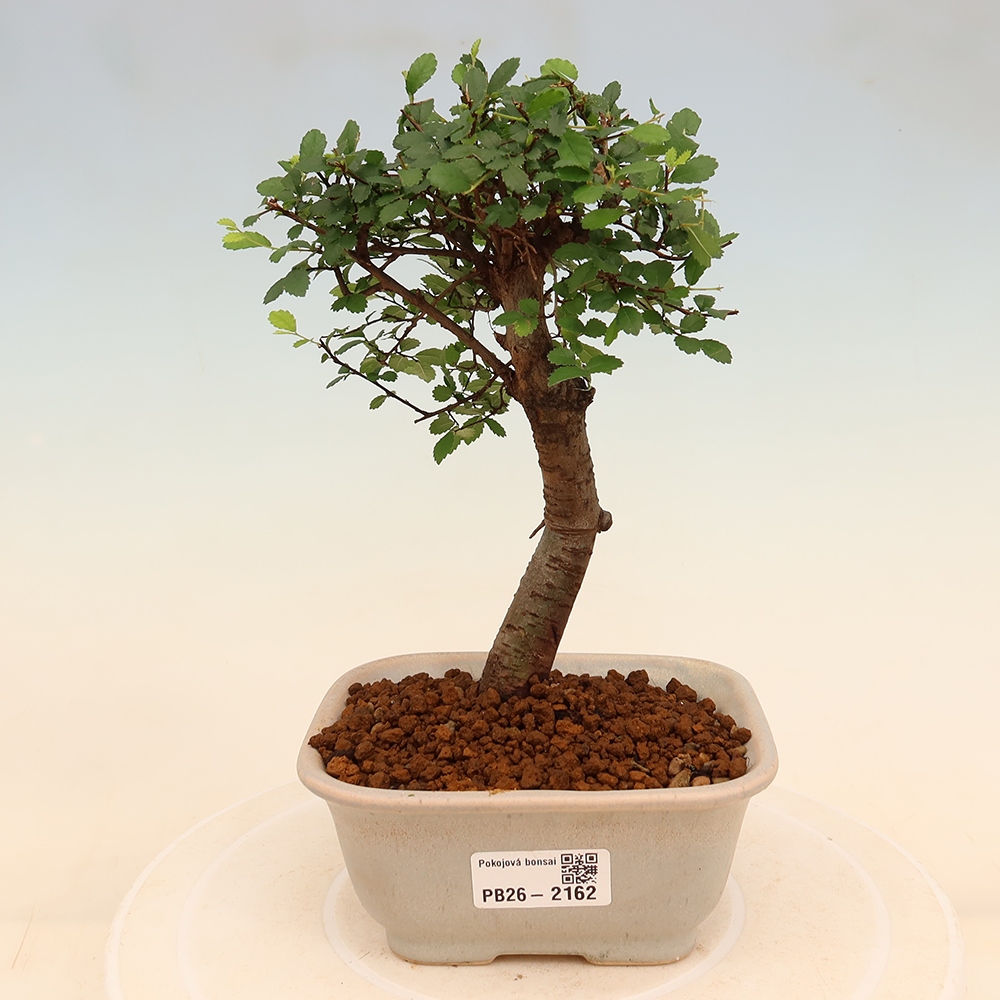 Kamerbonsai - Ulmus parvifolia - Winteriep