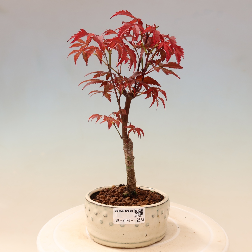 Bonsai voor buiten - Acer palm. Atropurpureum-Javorpalm