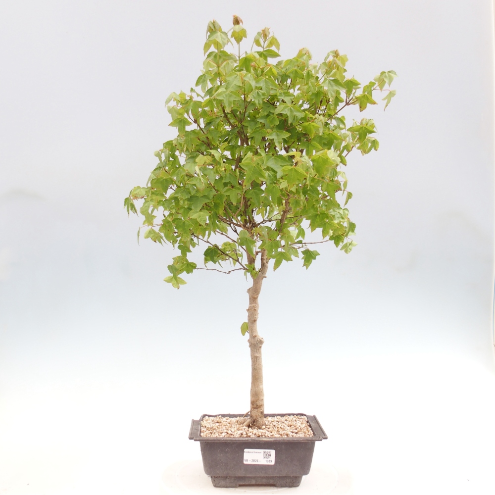 Bonsai voor buiten - Acer Buergerianum - Burgeresdoorn