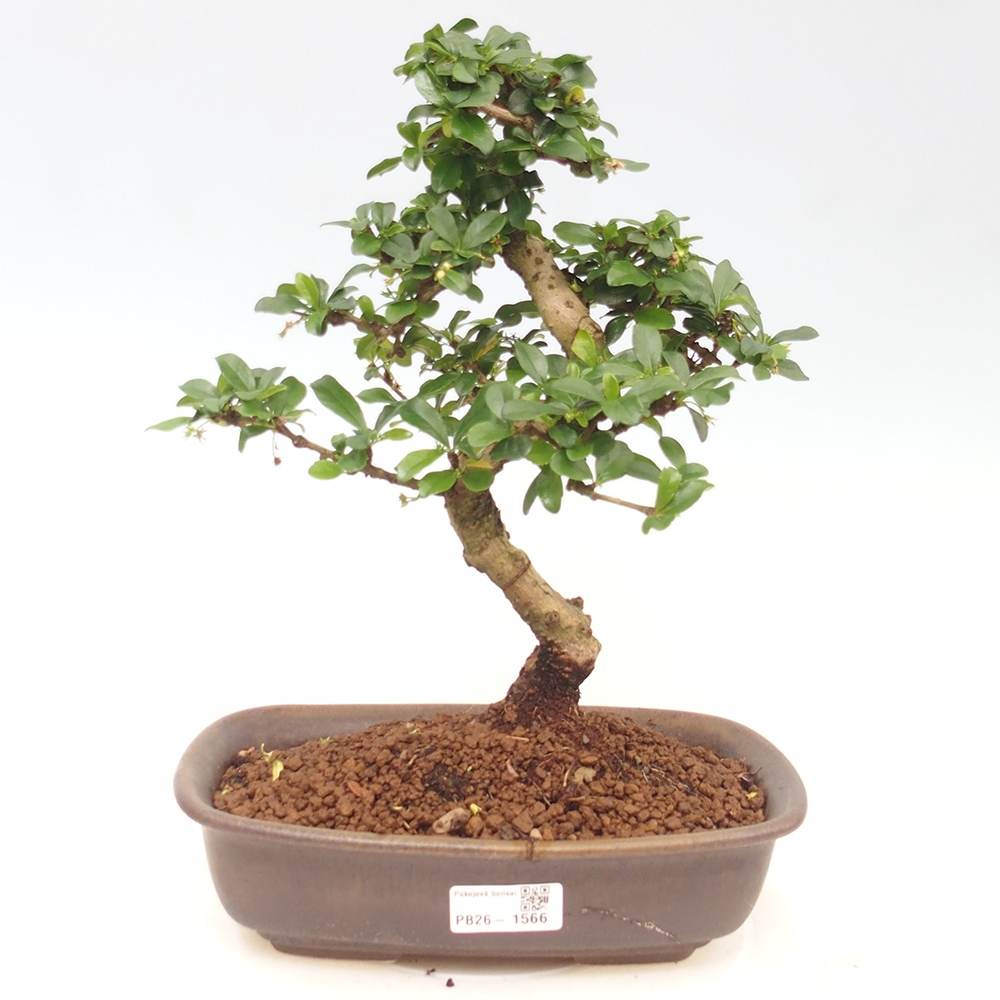 Kamerbonsai - Carmona macrophylla - Thee fuki