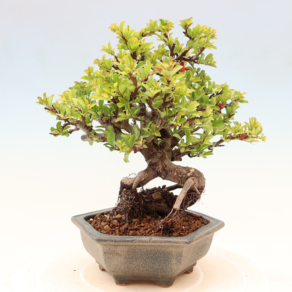 Bonsai voor buiten - Chaneomeles speciosa Chojubai