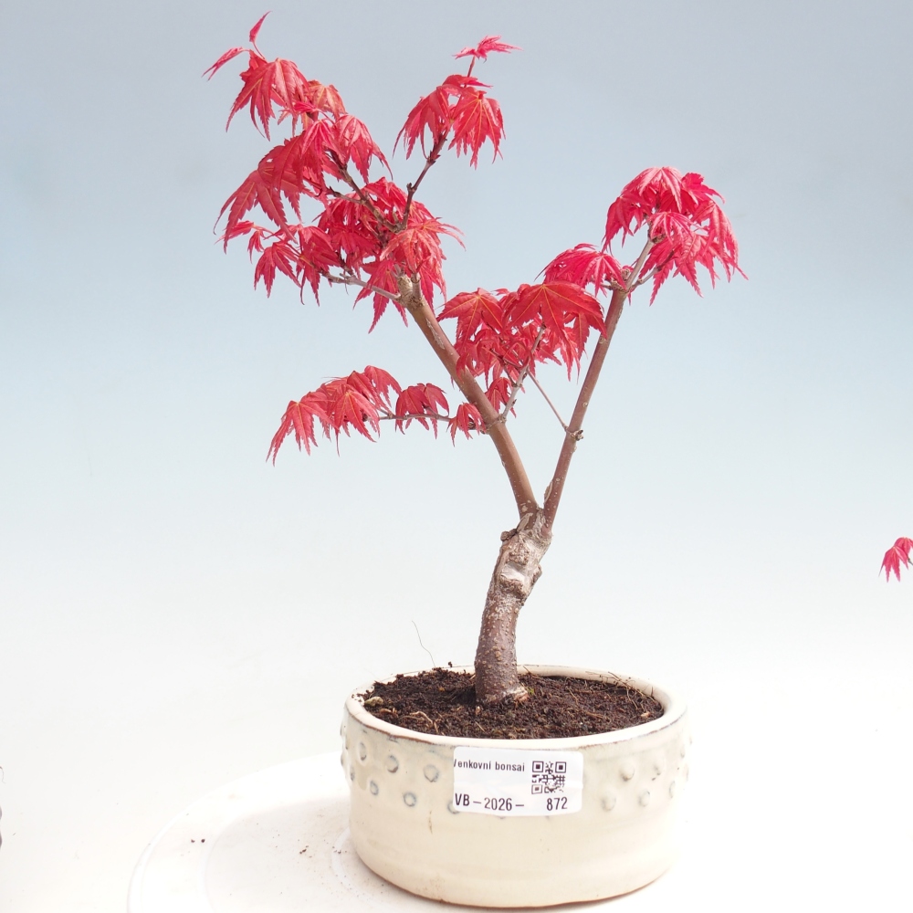Bonsai voor buiten - Acer palmatum DESHOJO