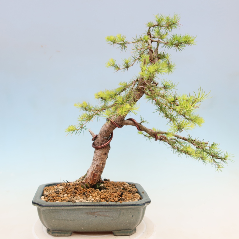 Bonsai voor buiten -Larix decidua - Lariks