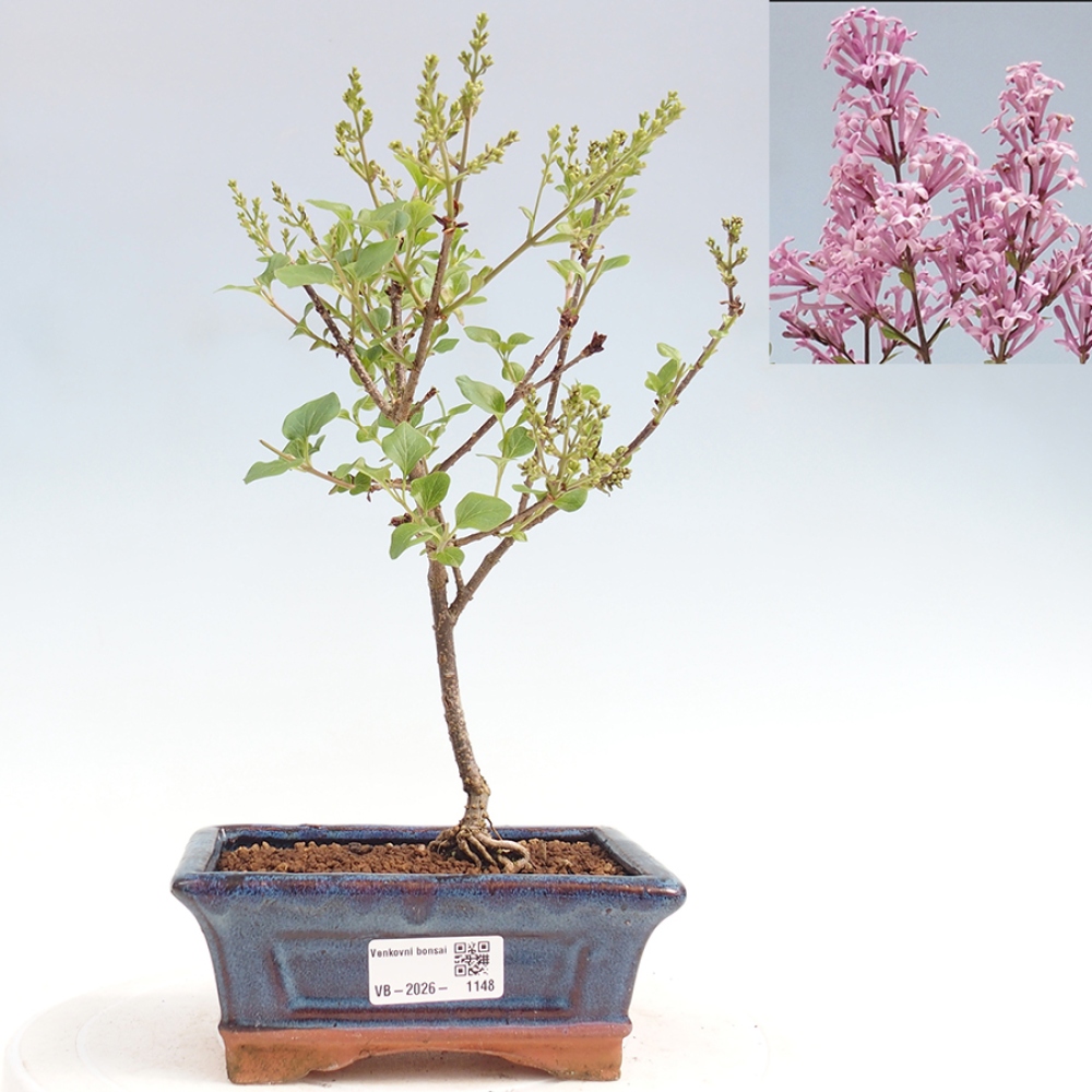 Bonsai voor buiten - Syringa Meyeri Palibin - Meyersering