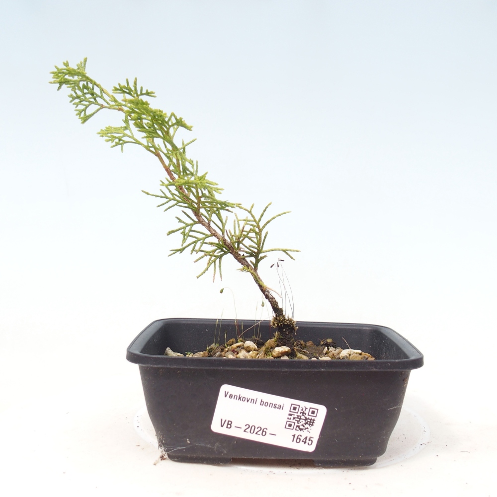Bonsai voor buiten - Juniperus chinensis Itoigawa