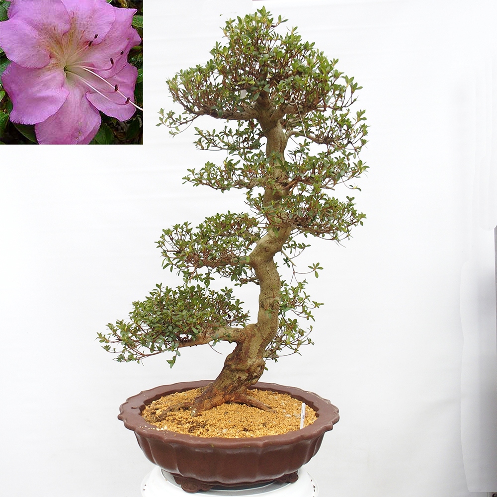 Bonsai voor buiten - Japanse Azalea - Azalea Shikou
