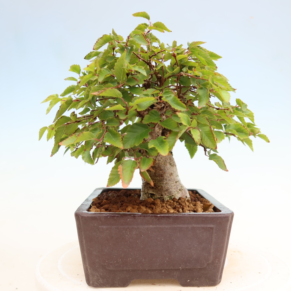Bonsai voor buiten -Carpinus Coreana - Koreaanse haagbeuk