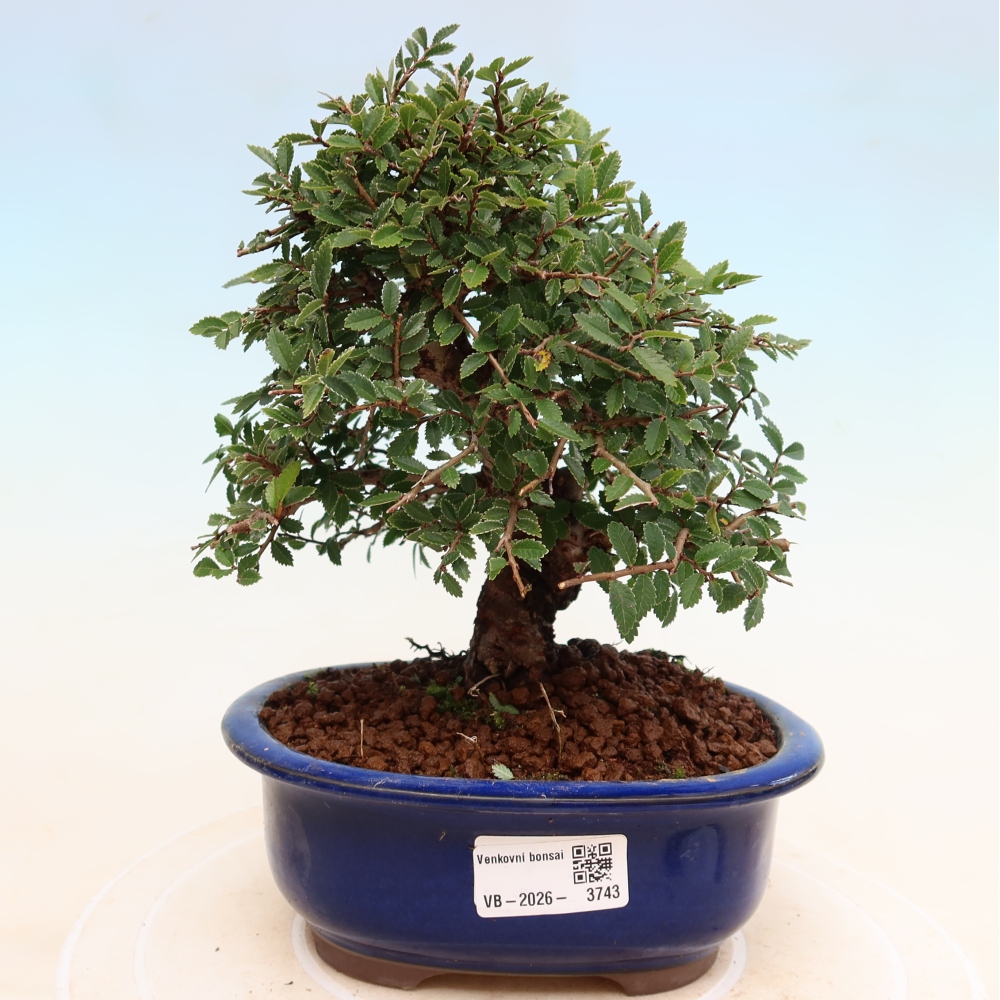 Bonsai voor buiten - Zelkova - Zelkova NIRE