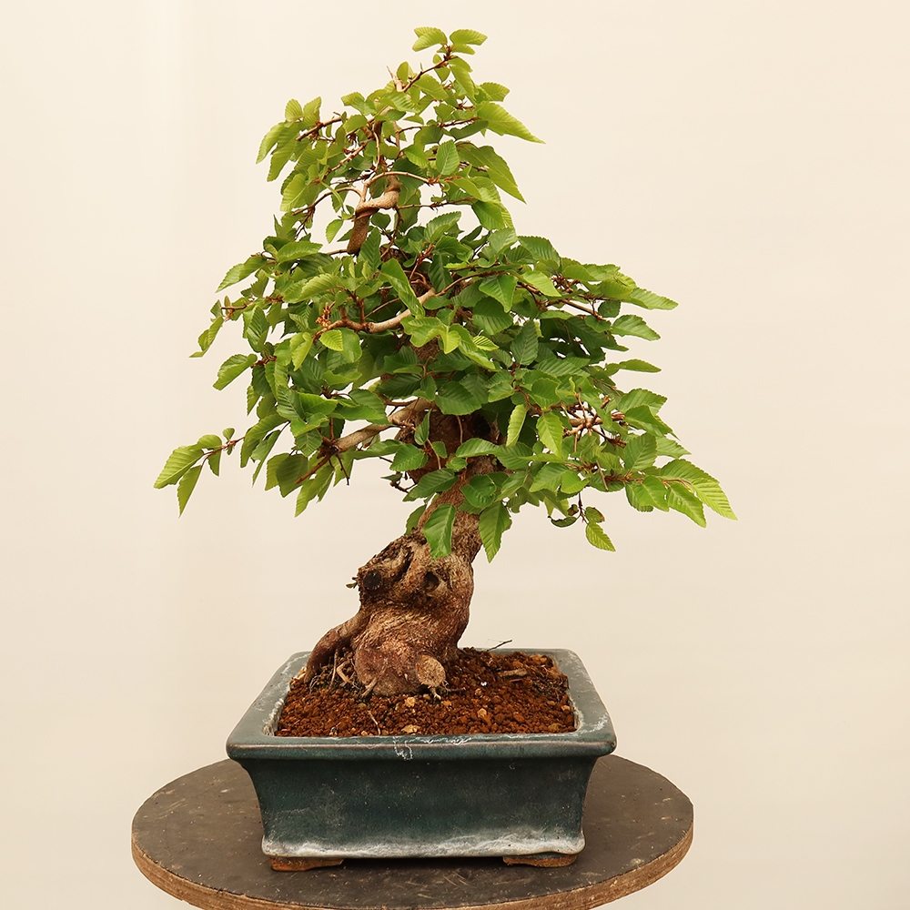 Bonsai voor buiten -Carpinus Coreana - Koreaanse haagbeuk