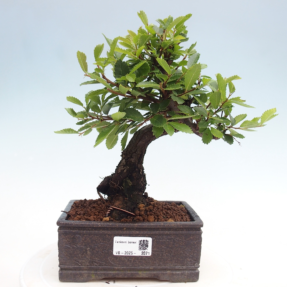 Bonsai voor buiten - Zelkova - Zelkova NIRE