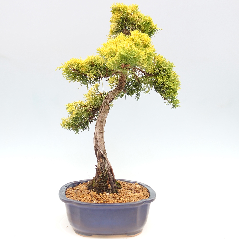 Bonsai voor buiten - Juniperus chinensis plumosa aurea
