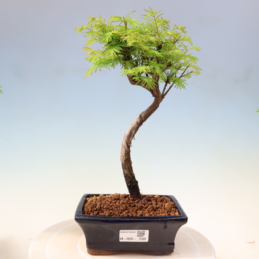 Bonsai voor buiten - Metasequoia glyptostroboides - Chinese Metasequoia