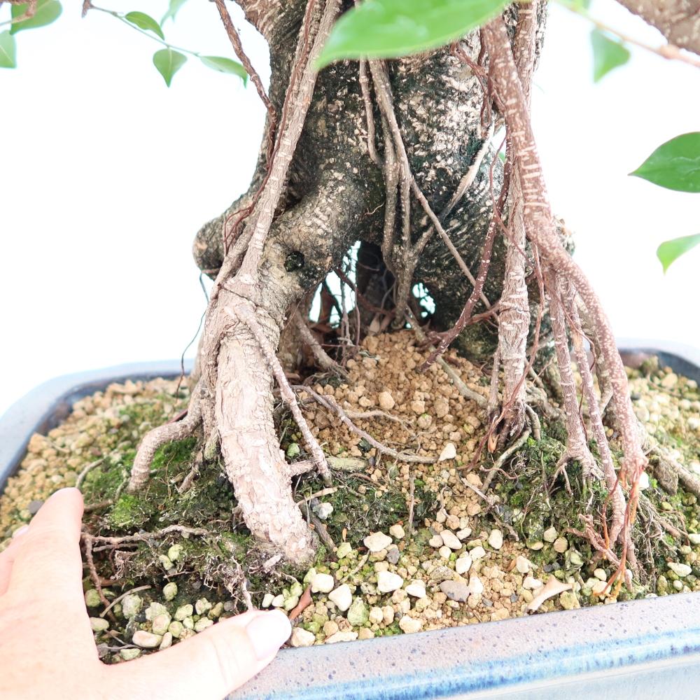 Kamerbonsai - Ficus kimmen - kleinbladige ficus