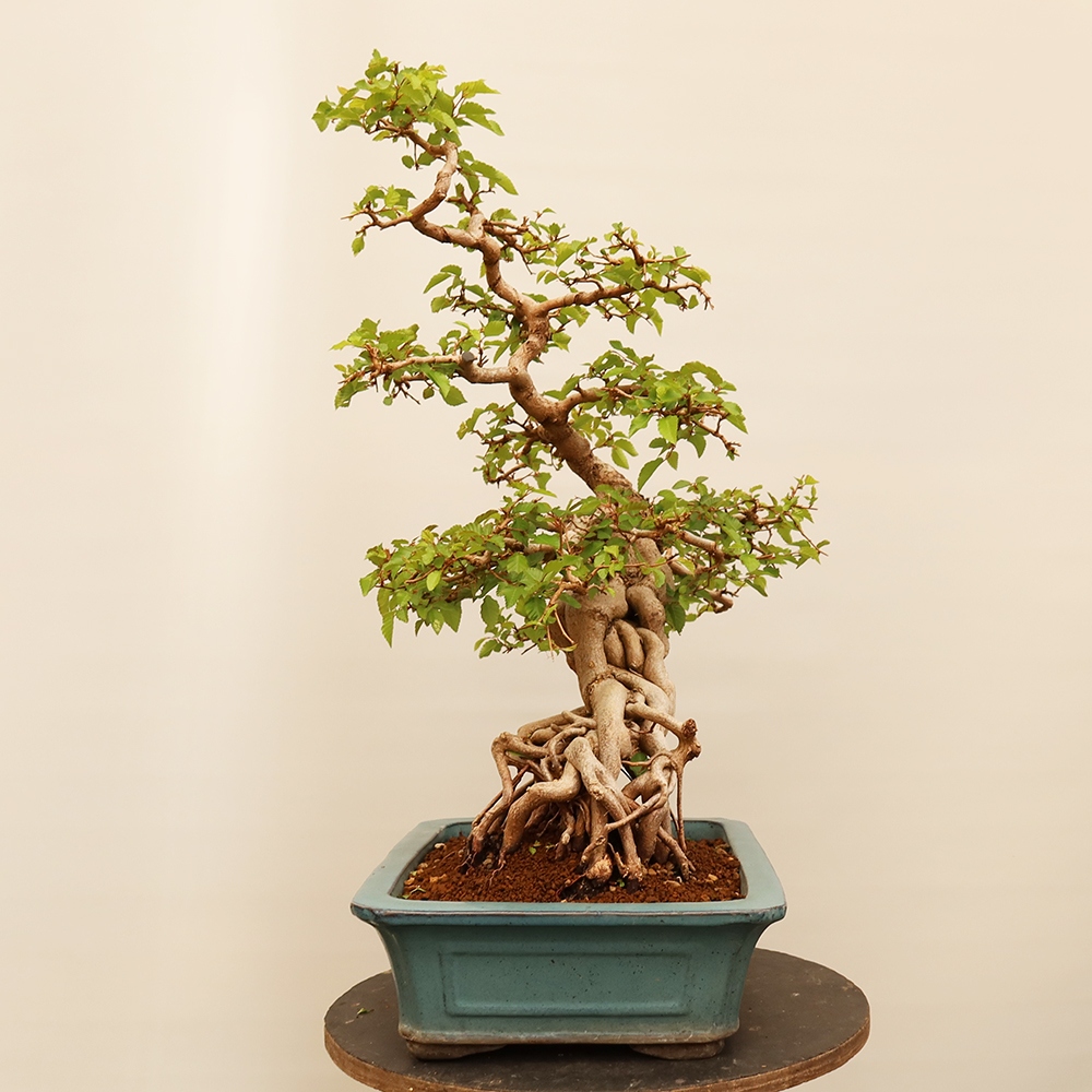 Bonsai voor buiten -Carpinus Coreana - Koreaanse haagbeuk