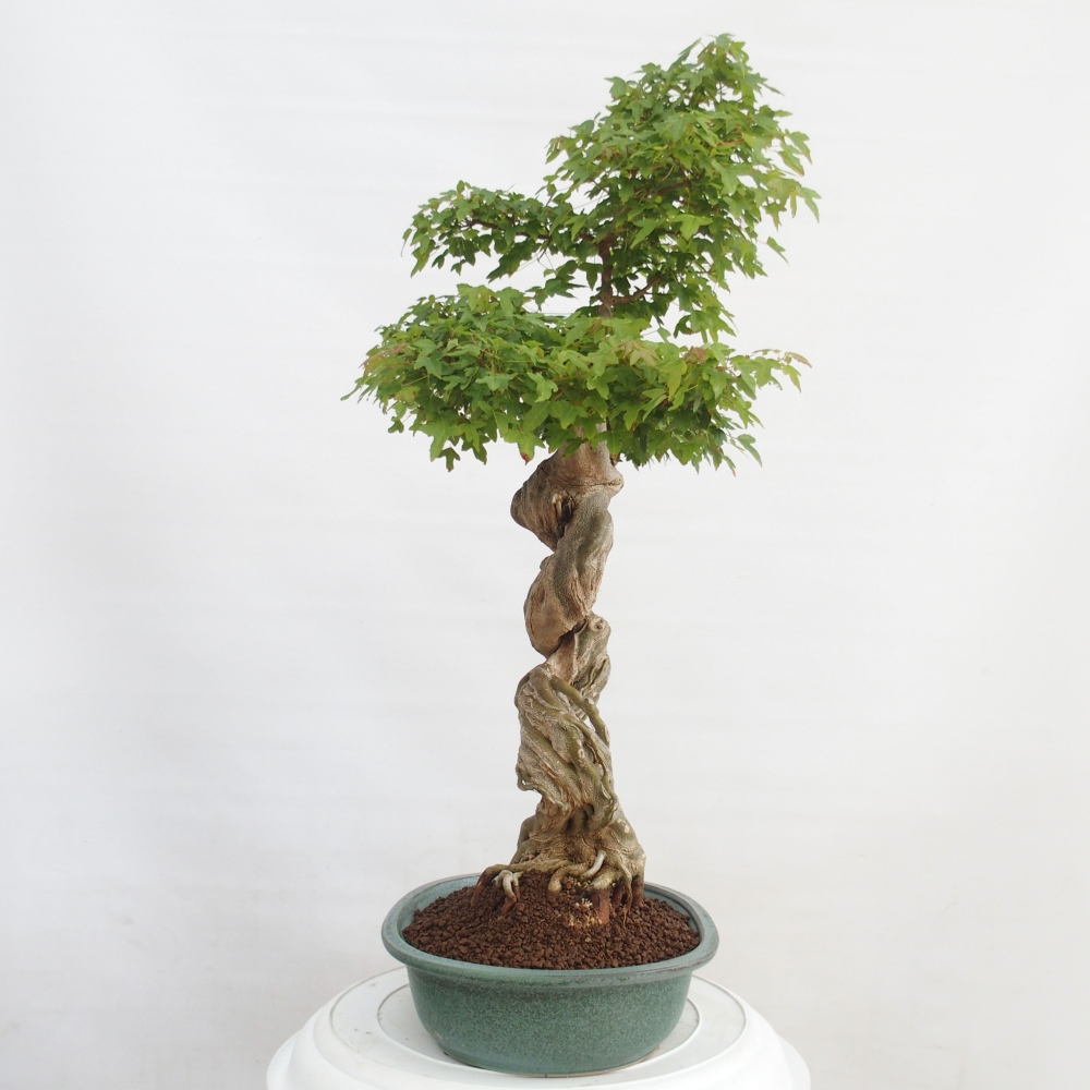 Bonsai voor buiten - Acer Buergerianum - Burgeresdoorn